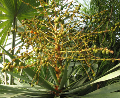 Pépinière Palmaris Dracaena draco