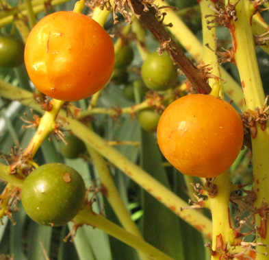 Pépinière Palmaris Dracaena draco