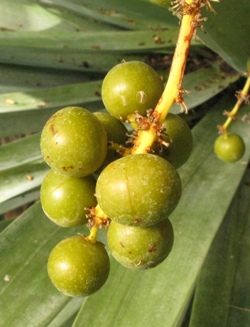 Pépinière Palmaris Dracaena draco