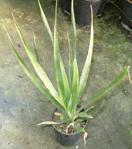 Pépinière Palmaris Dracaena draco 