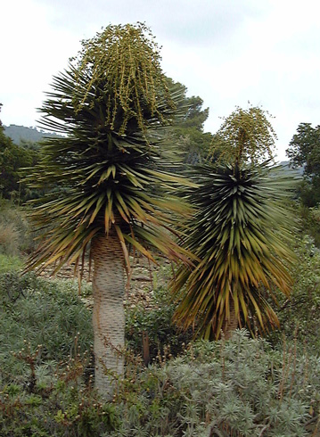 Pépinière Palmaris Dracaena draco