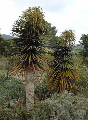 Pépinière Palmaris Dracaena draco