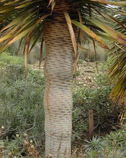 Pépinière Palmaris Dracaena draco