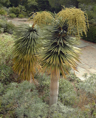 Pépinière Palmaris Dracaena draco