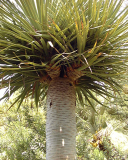 Pépinière Palmaris Dracaena draco