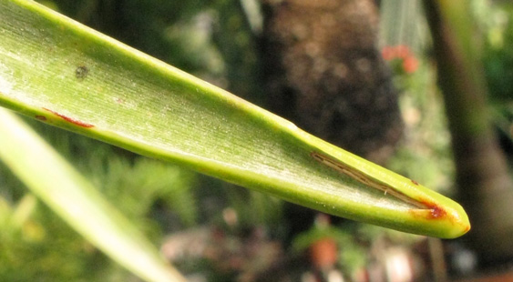 Pépinière Palmaris Dracaena draco