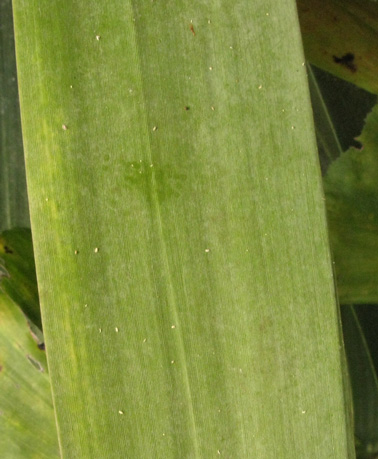 Pépinière Palmaris Dracaena draco