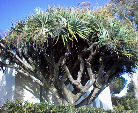 Pépinière Palmaris Dracaena draco Ajaccio