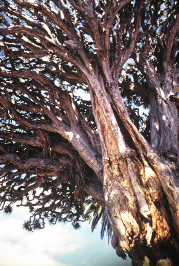 Pépinière Palmaris Dracaena draco Icod 1996