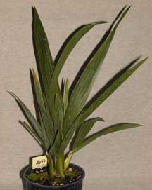 Pépinière Palmaris Dypsis decipiens