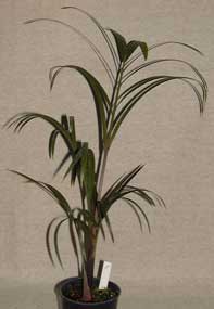 Pépinière Palmaris Dypsis decaryi