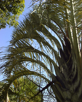 Dypsis decaryi palmier-triangle