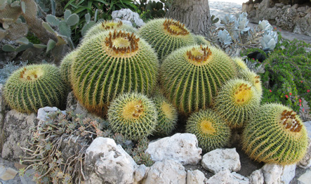 Pépinière Palmaris Echinocactus grusonii