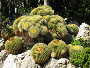 Pépinière Palmaris Echinocactus grusonii