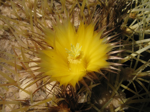 Pépinière Palmaris Echinocactus grusonii