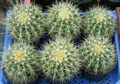 Pépinière Palmaris Echinocactus grusonii