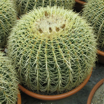 Pépinière Palmaris Echinocactus grusonii