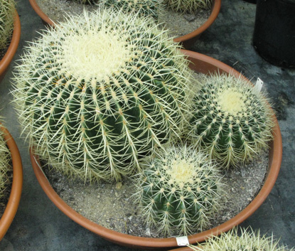 Pépinière Palmaris Echinocactus grusonii