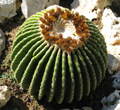 Pépinière Palmaris Echinocactus grusonii inermis