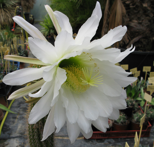 Pépinière Palmaris Echinopsis spachiana