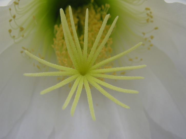 Pépinière Palmaris Echinopsis spachiana