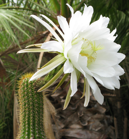 Pépinière Palmaris Echinopsis spachiana