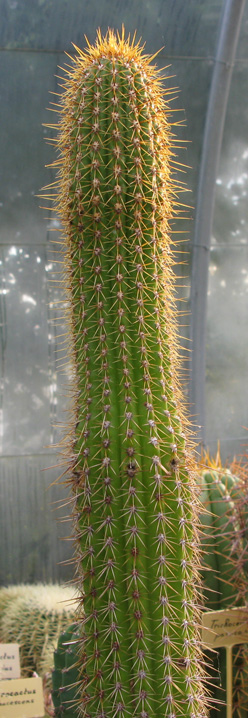 Pépinière Palmaris Echinopsis spachiana