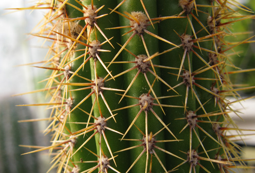 Pépinière Palmaris Echinopsis spachiana