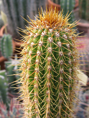 Pépinière Palmaris Echinopsis spachiana