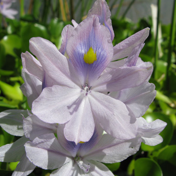 Pépinière Palmaris Eichhornia crassipes