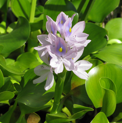 Pépinière Palmaris Eichhornia crassipes