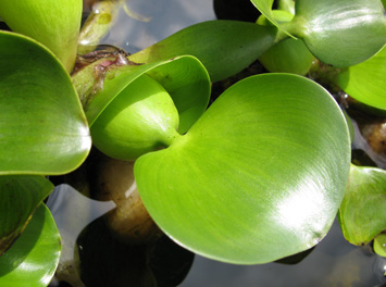 Pépinière Palmaris Eichhornia crassipes