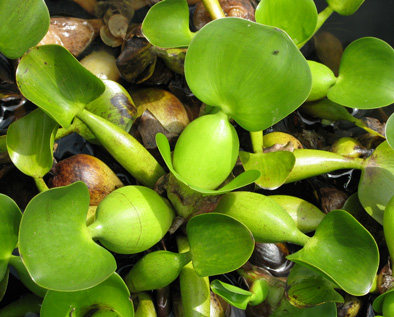 Pépinière Palmaris Eichhornia crassipes