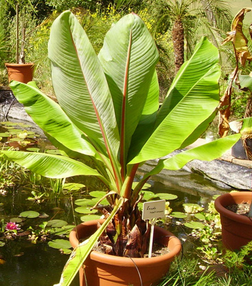 Pépinière Palmaris Ensete ventricosum maurelii