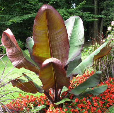 Pépinière Palmaris Ensete ventricosum maurelii