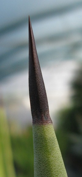 Epine terminale d'Agave angustifolia