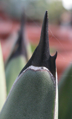 Epine terminale d'Agave nickelsiae