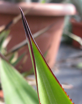 Epine terminale d'Agave obscura