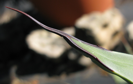 Epine terminale d'Agave scaposa