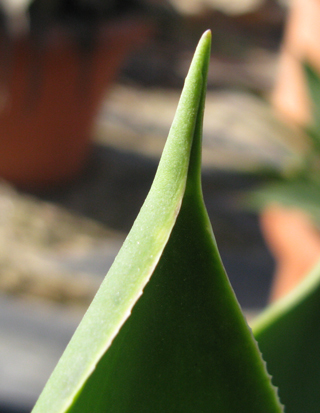 Apex d'Agave X guemensis