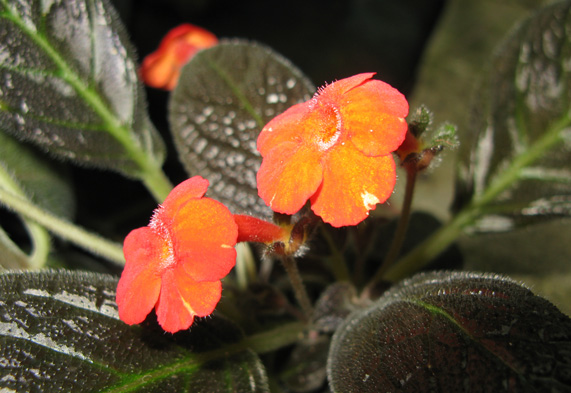 Pépinière Palmaris Episcia cupreata