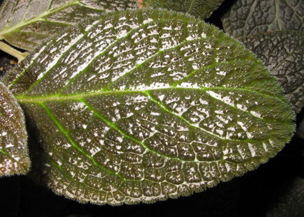 Pépinière Palmaris Episcia cupreata