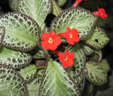 Pépinière Palmaris Episcia cupreata mosaica