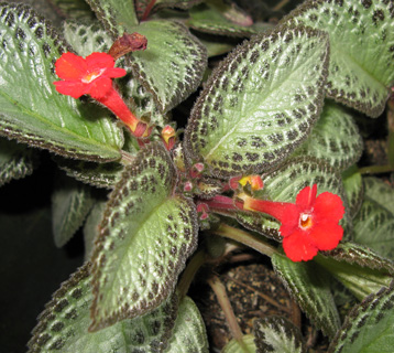 Pépinière Palmaris Episcia cupreata mosaica