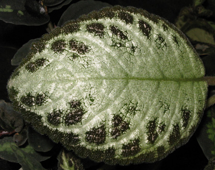 Pépinière Palmaris Episcia cupreata mosaica