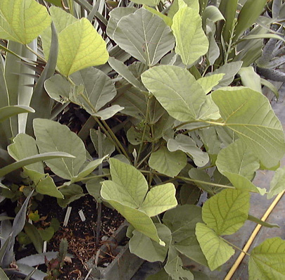 Pépinière Palmaris Erythrina latissima