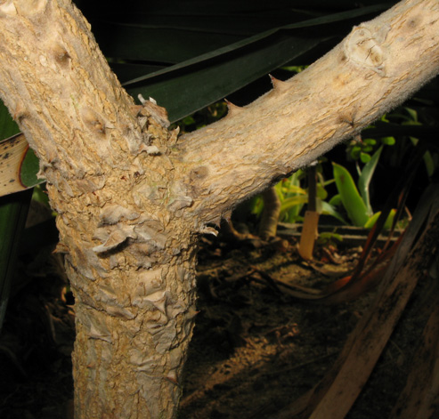 Pépinière Palmaris Erythrina latissima