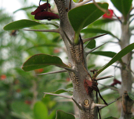 Pépinière Palmaris Euphorbia milii