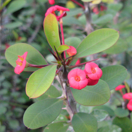 Pépinière Palmaris Euphorbia milii