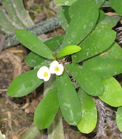 Pépinière Palmaris Euphorbia milii